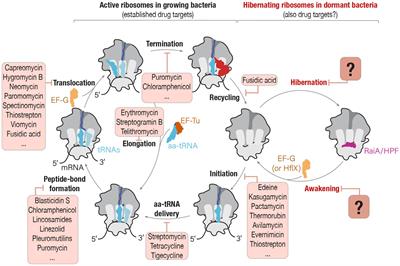 Hibernating ribosomes as drug targets?